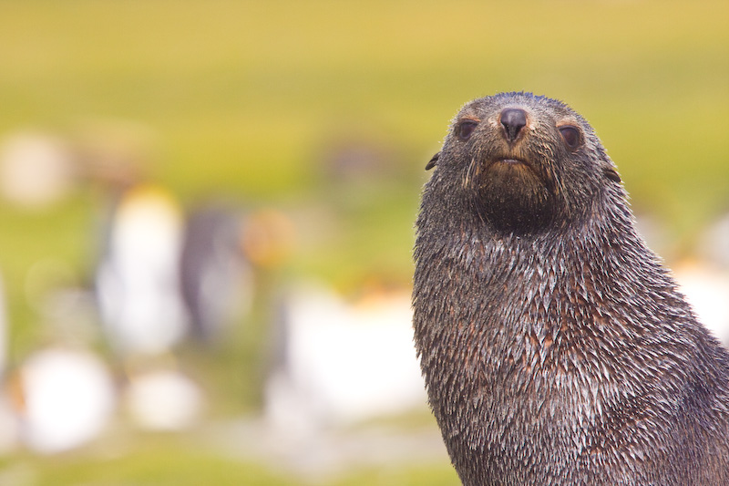 Antarctic Fur Seal